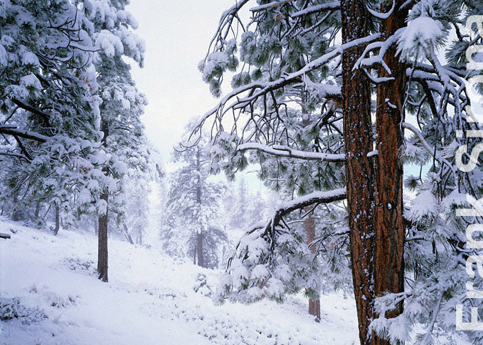 Snow Load Bryce Canyon © Frank Sirona